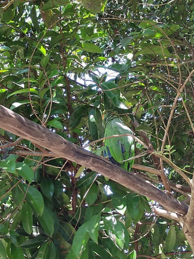 Pousada Quintal Dos Sonhos Xando Caraíva Esterno foto
